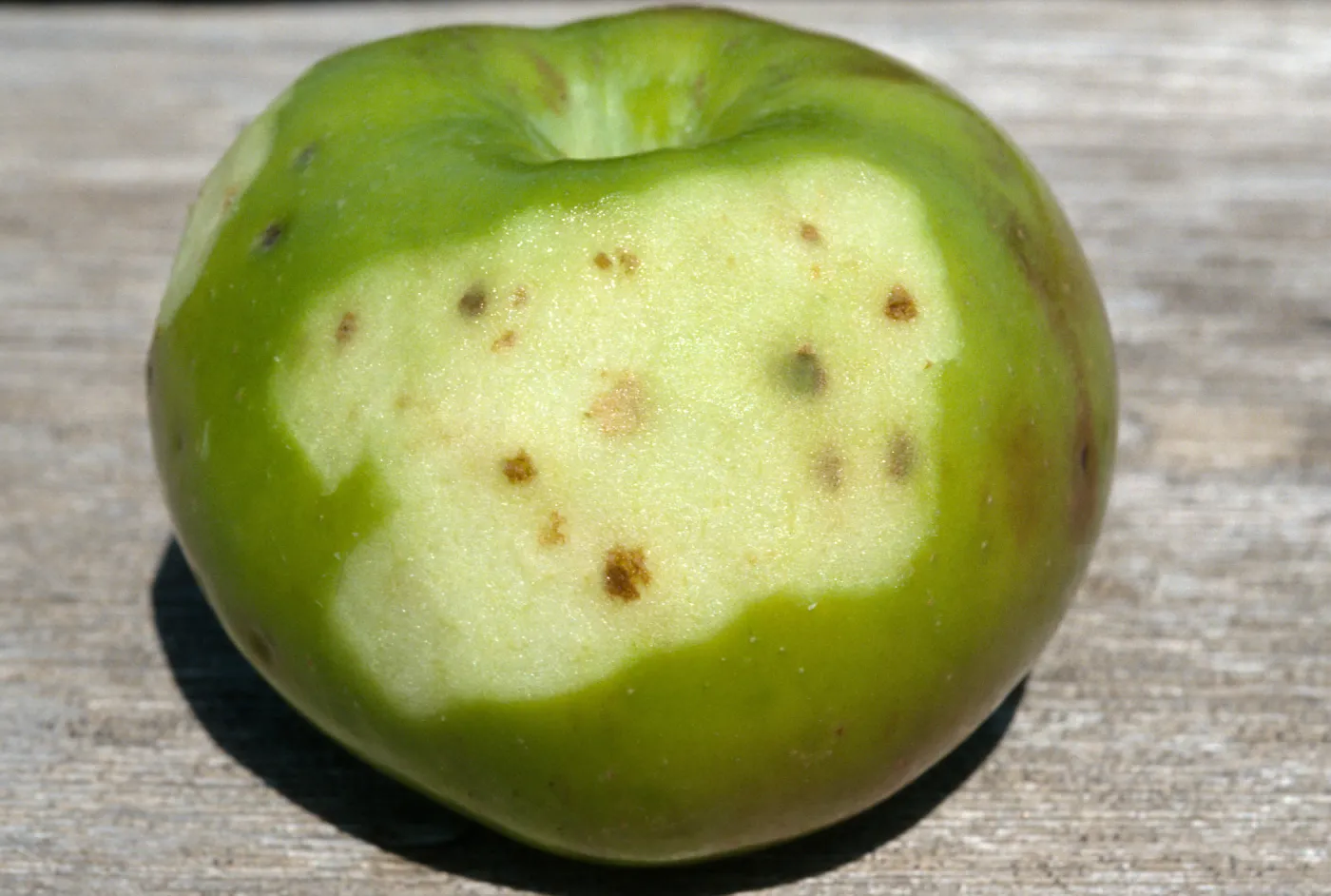 Plant Pests and Diseases, Bitter pit, Calcium deficiency, Apple