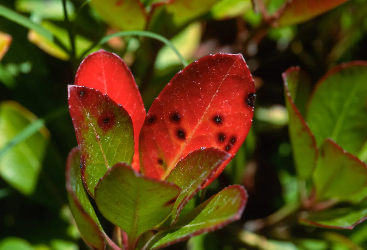 Plant Pests and Diseases, Entomosporium leafspot, Indian hawthorn
