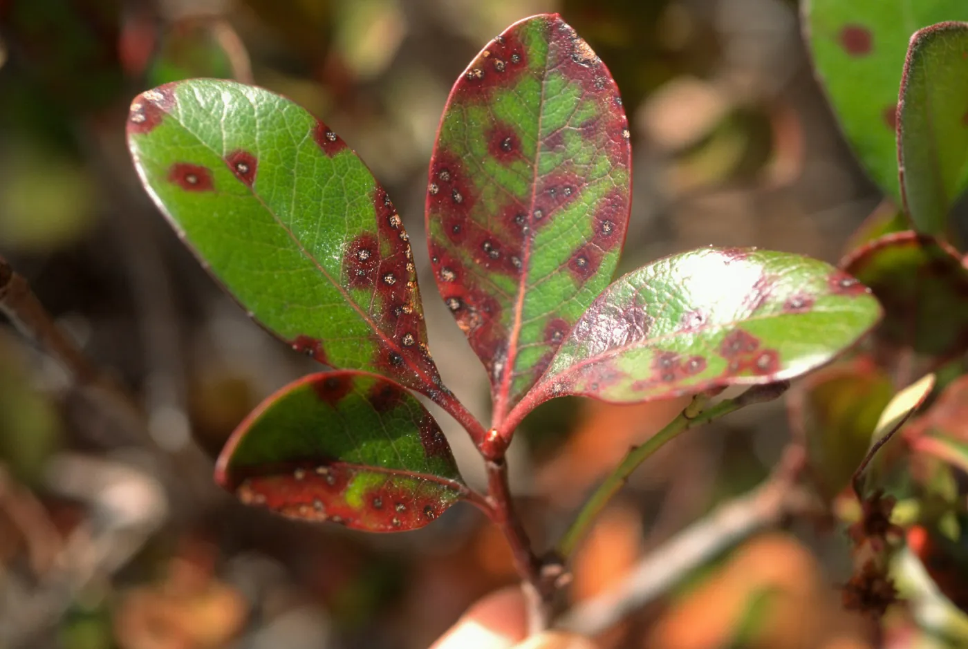 Plant Pests and Diseases, Entomosporium leafspot, Rhaphiolepis indica, Indian hawthorn