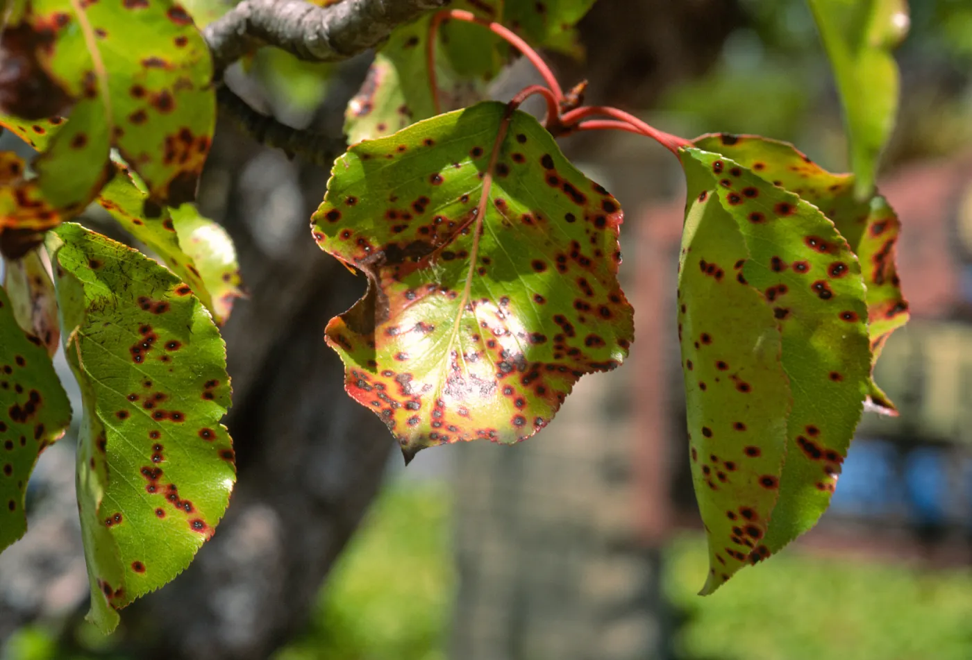Plant Pests and Diseases, Entomosporium leafspot, Flowering pear