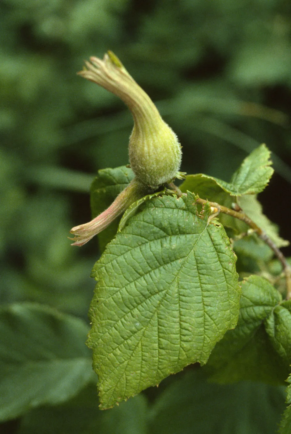 Corylus cornuta