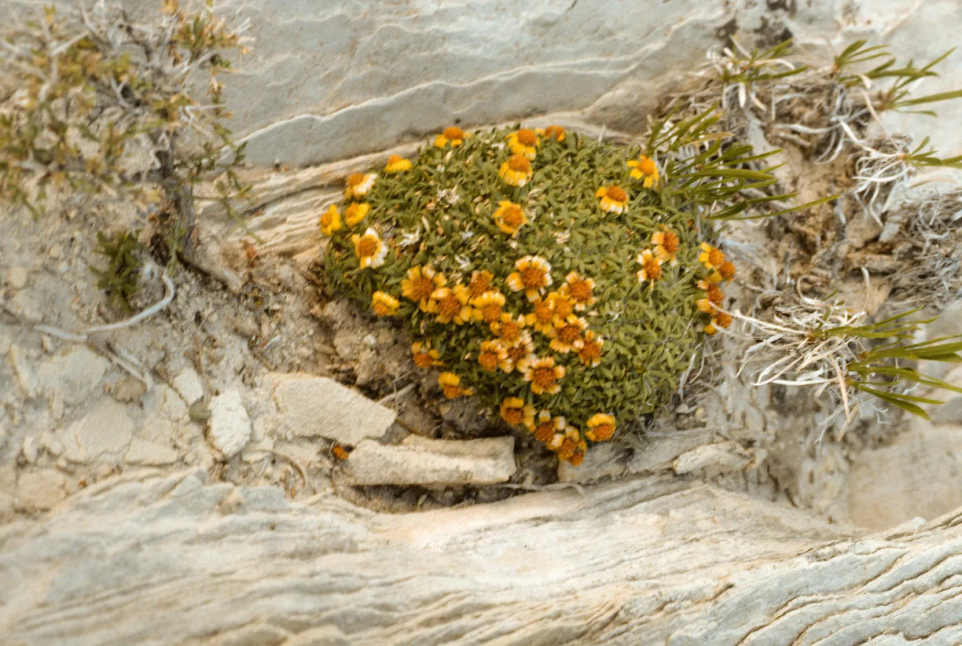 Hymenoxys lapidicola