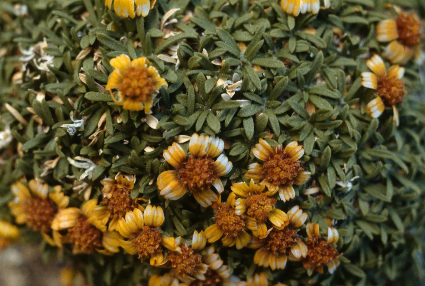 Hymenoxys lapidicola