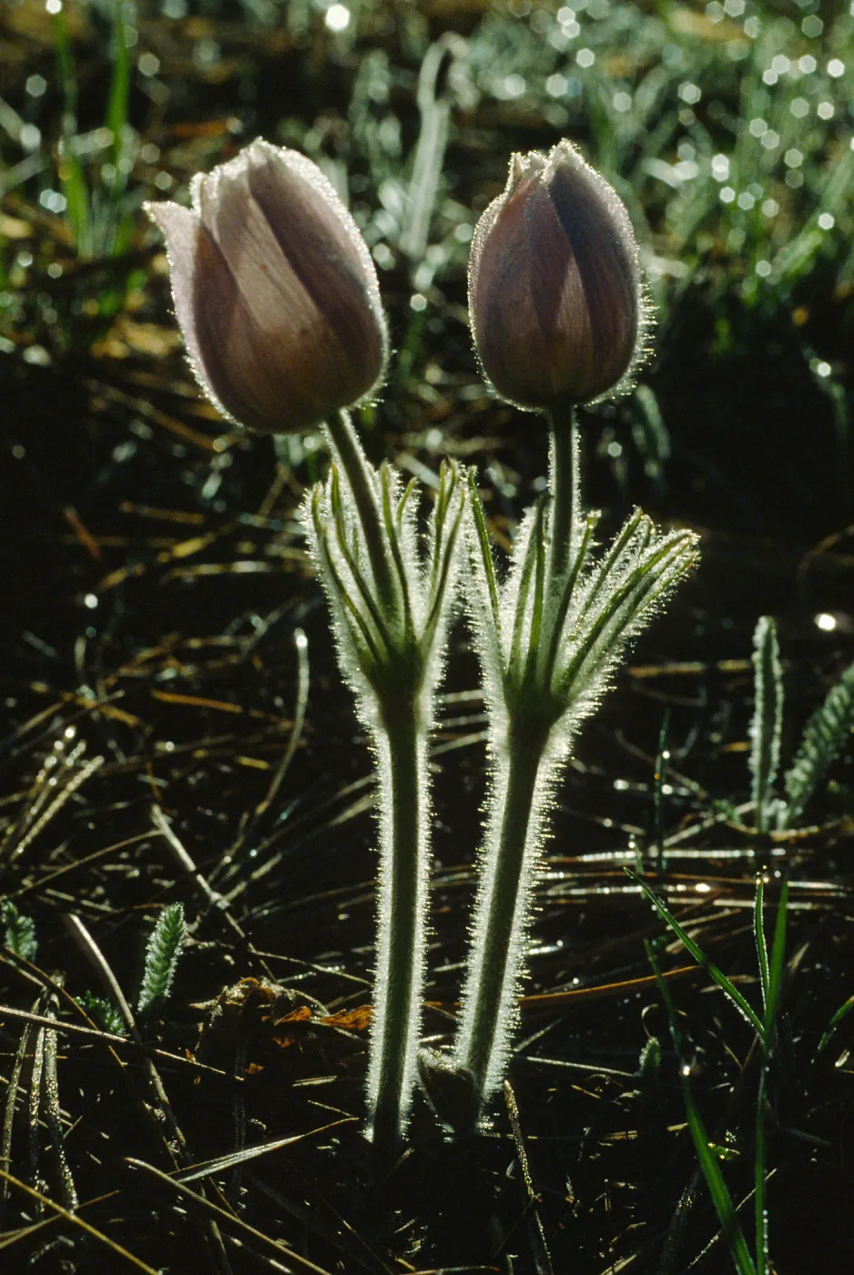 Anemone patens