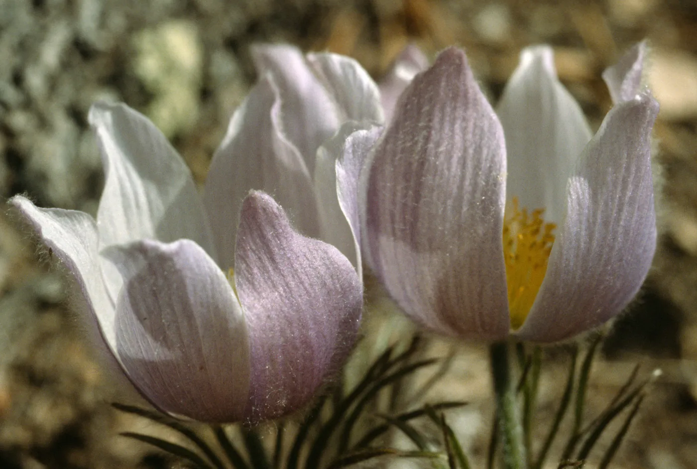 Anemone patens
