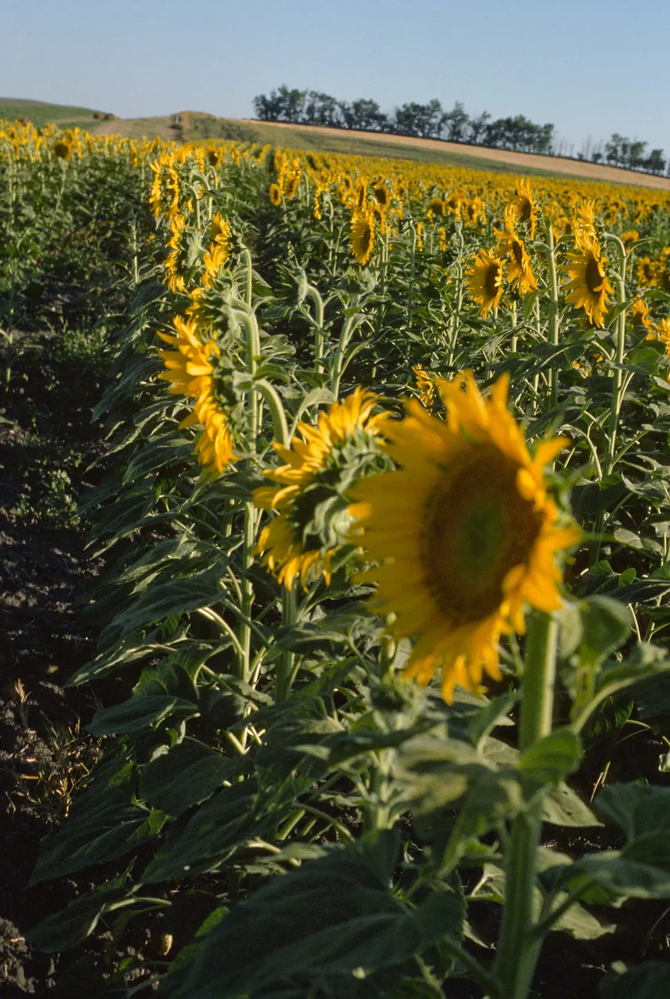Helianthus