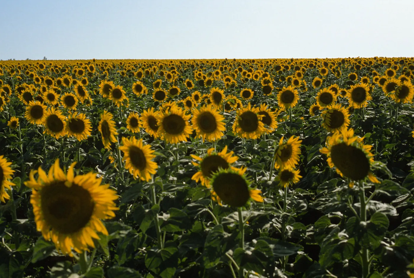 Helianthus