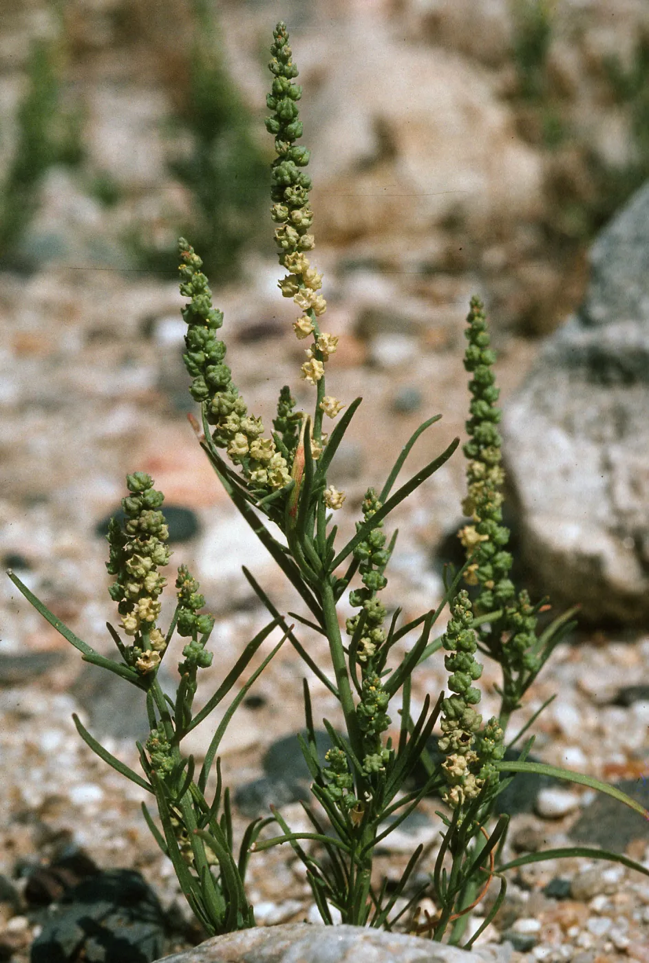 Oligomeris linifolia