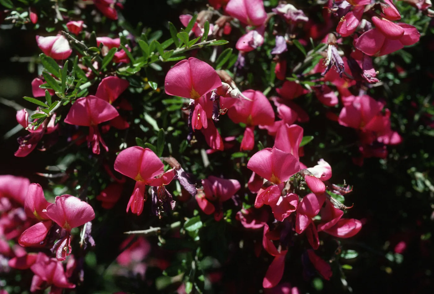 Pickeringia
