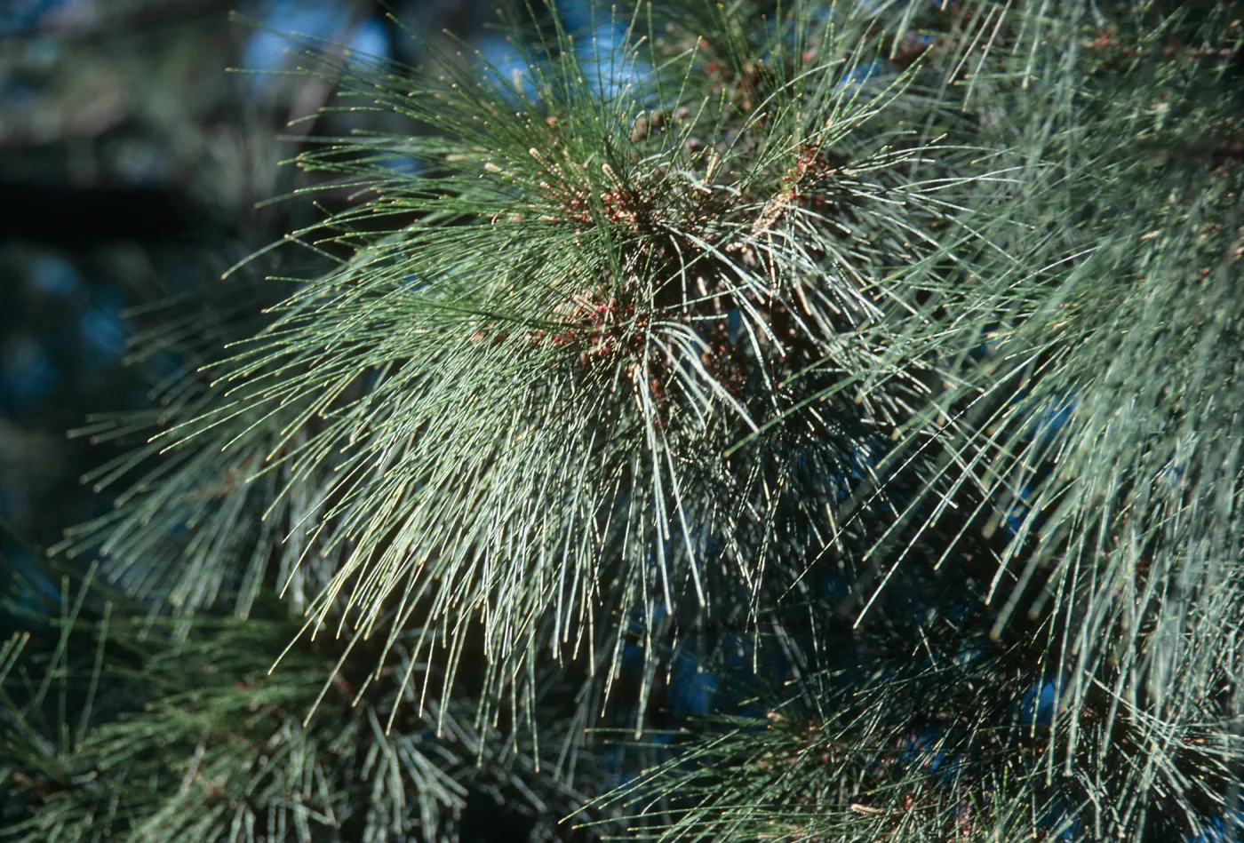 A branch covered in narrow pine needles. 