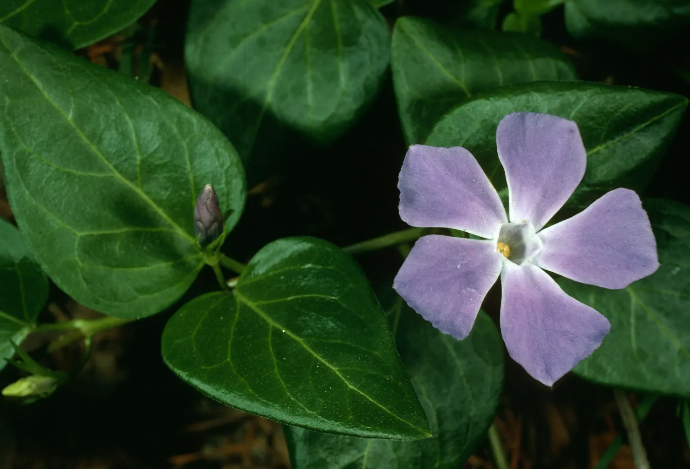 Vinca major, University of California Santa Barbara