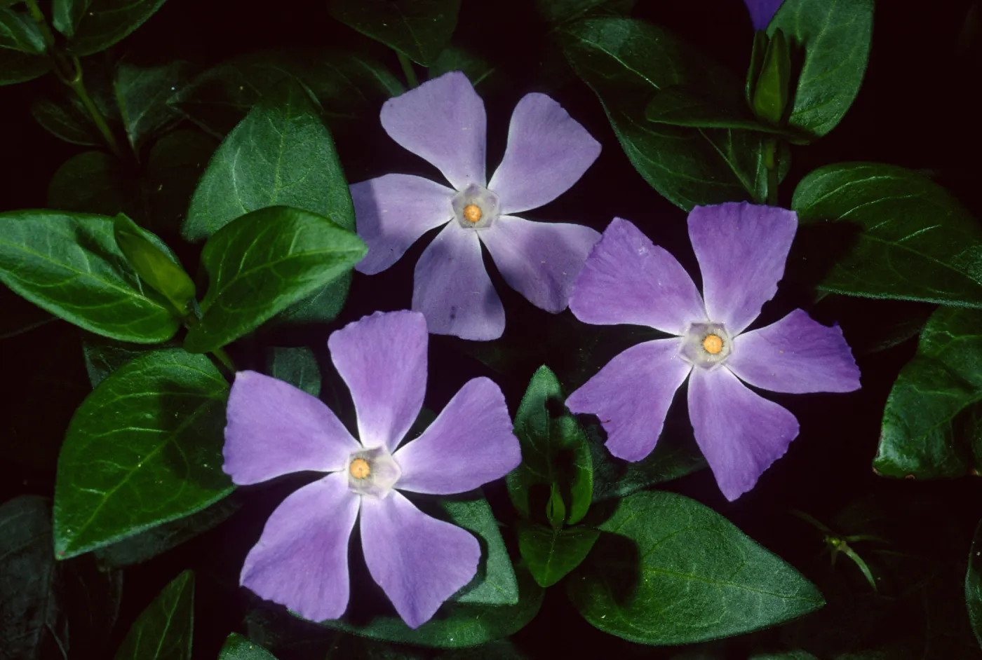 Vinca major, Tunnel Road, Santa Barbara County