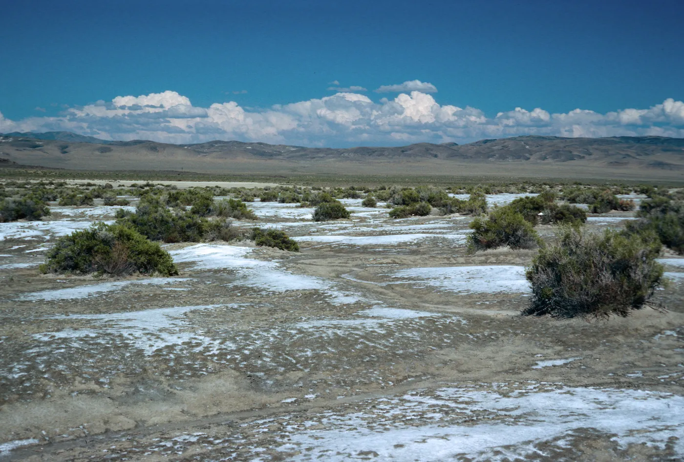 Sarcobatus, salt flats, East of Fallon, Nevada