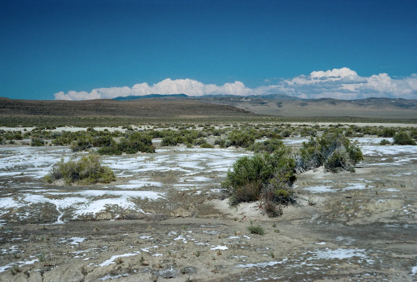 Sarcobatus, salt flats, East of Fallon, Nevada