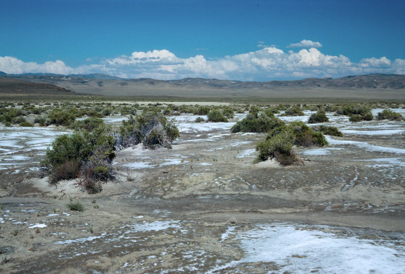 Sarcobatus vermiculatus, salt flats, East of Fallon, Nevada