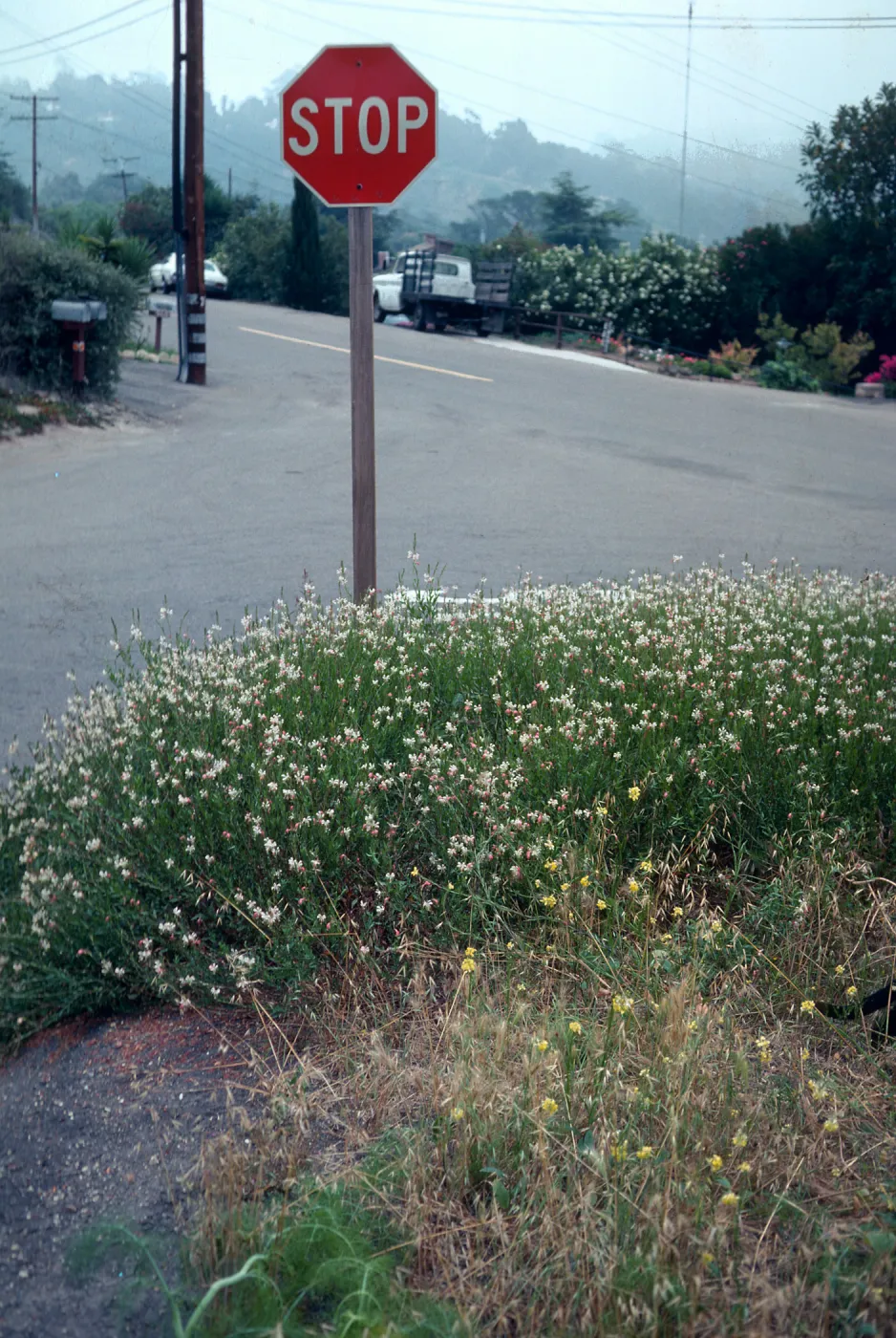 Gaura