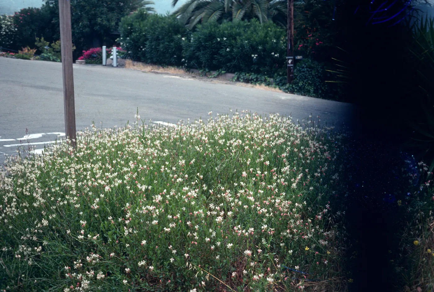 Gaura