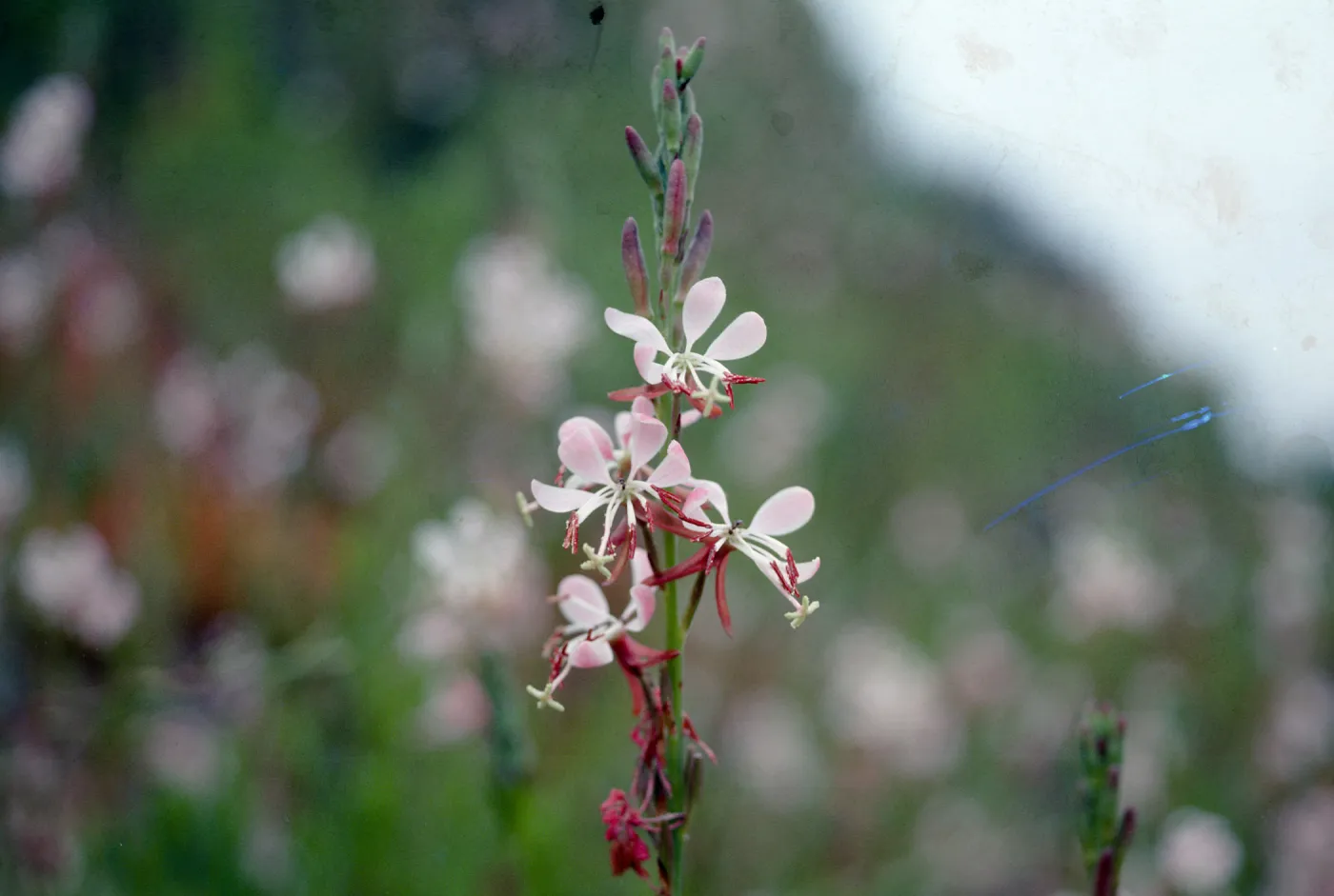 Gaura