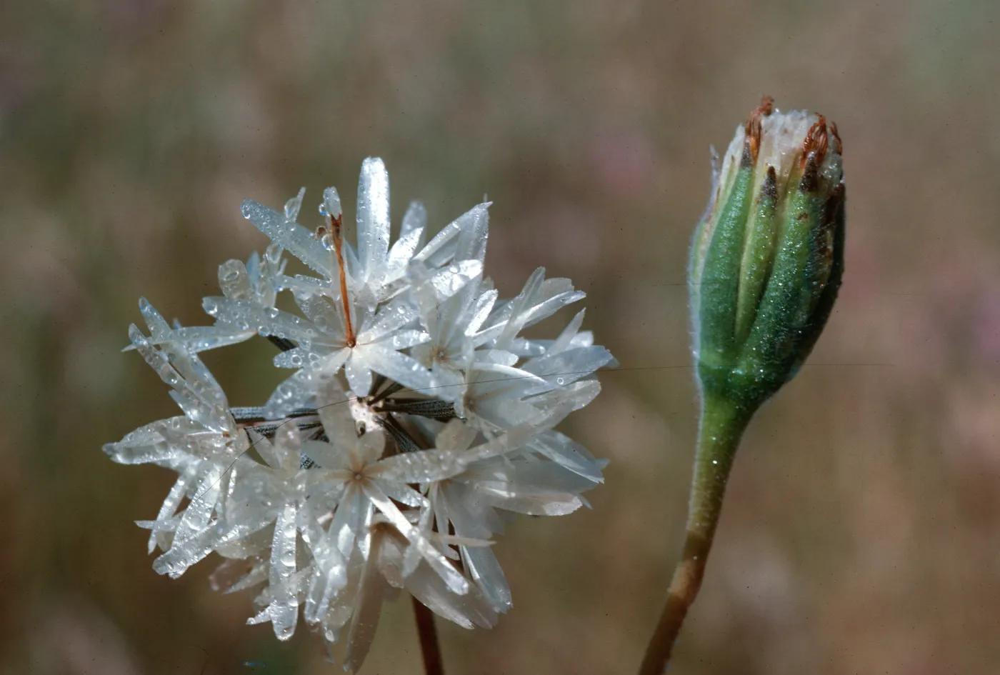 Blow wives, Achyrachaena mollis 