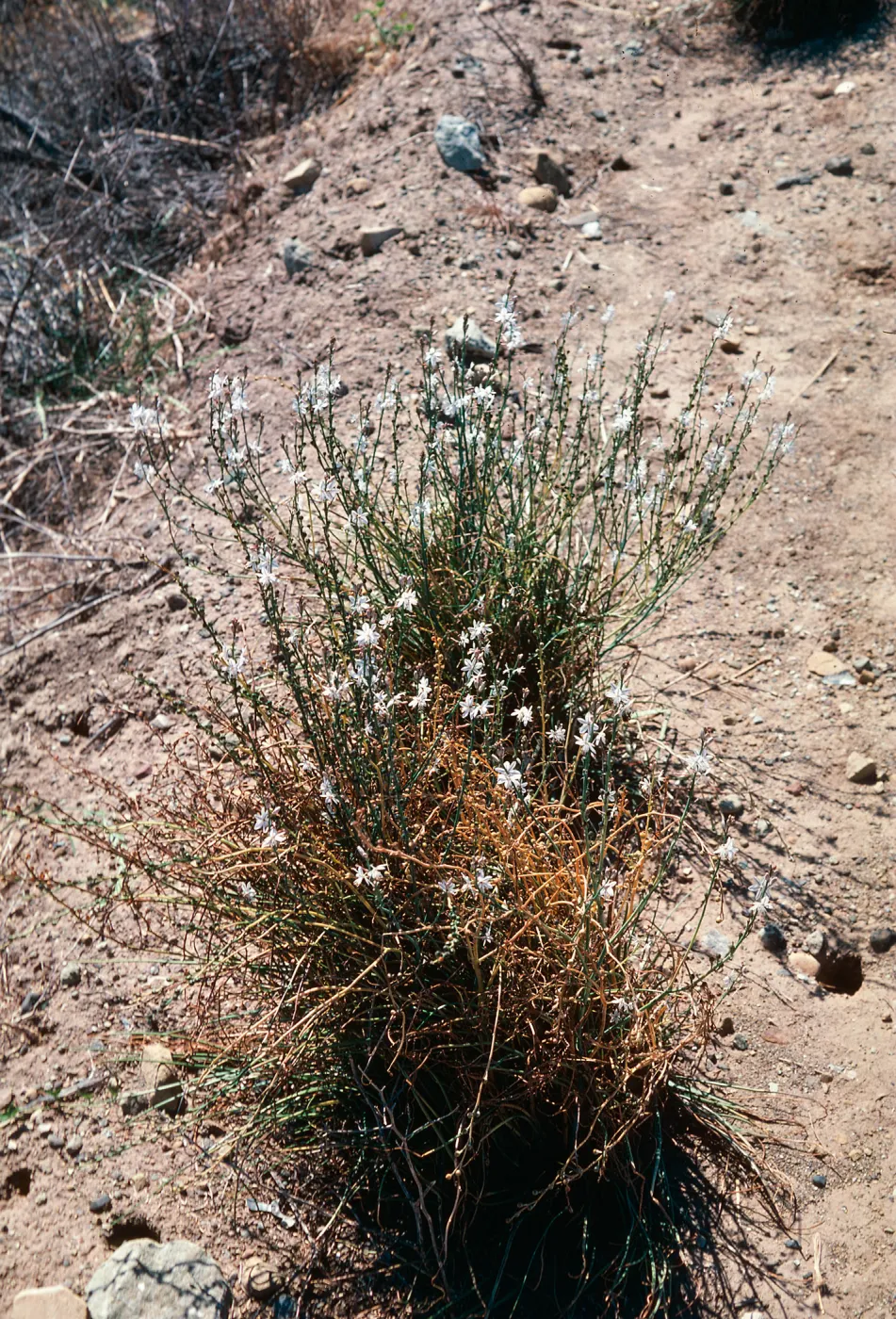 Asphodelus