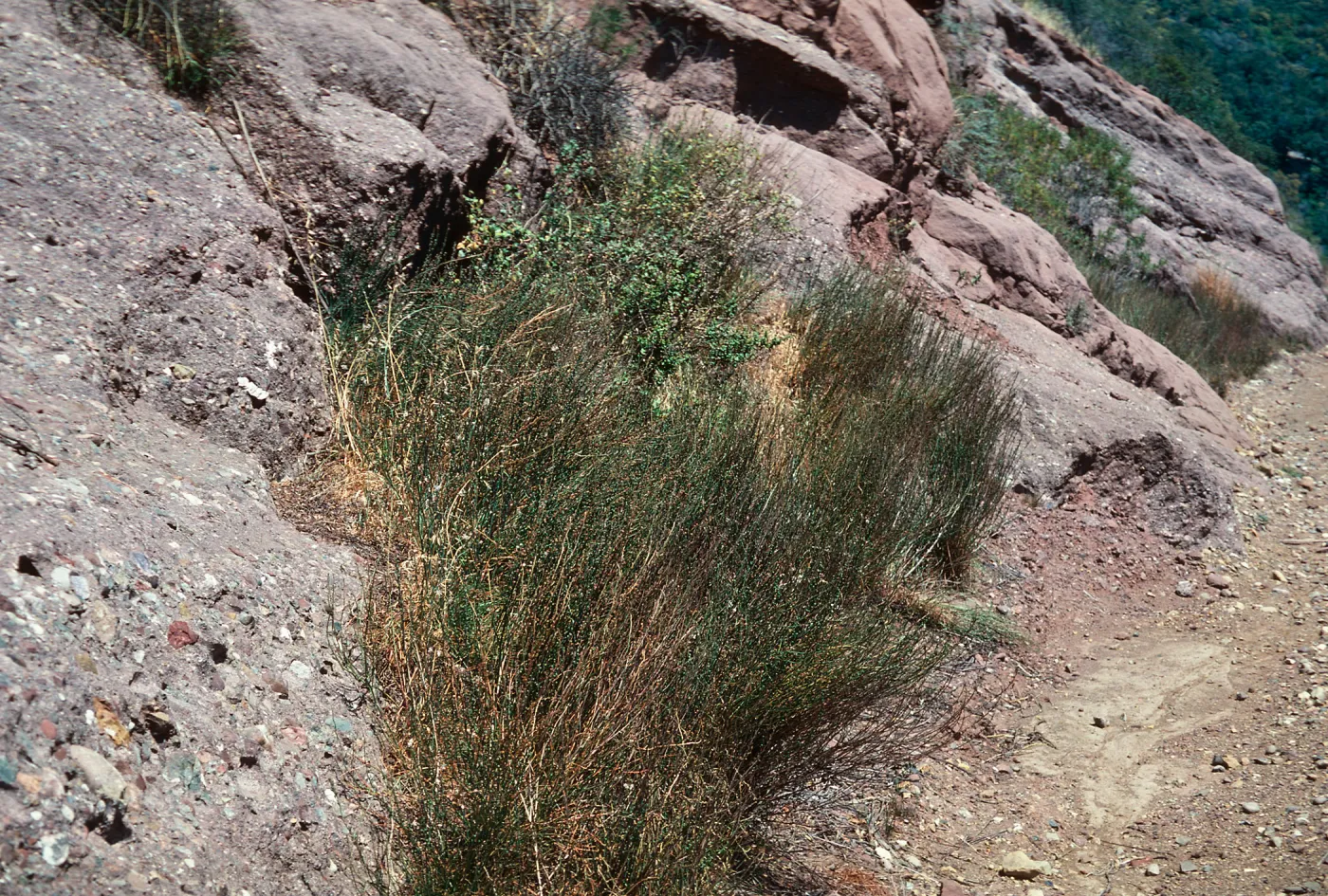 Asphodelus