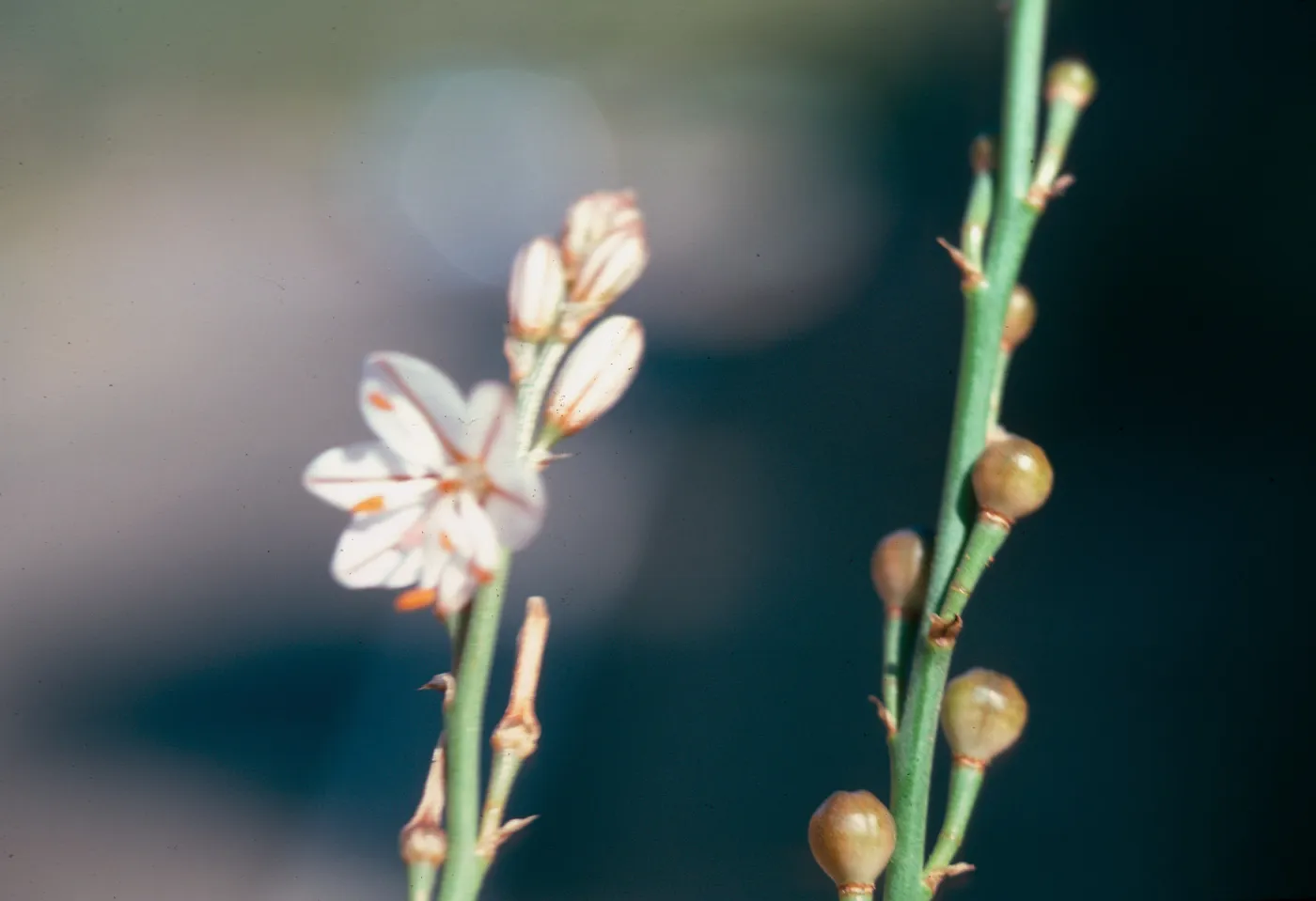 Asphodelus flower