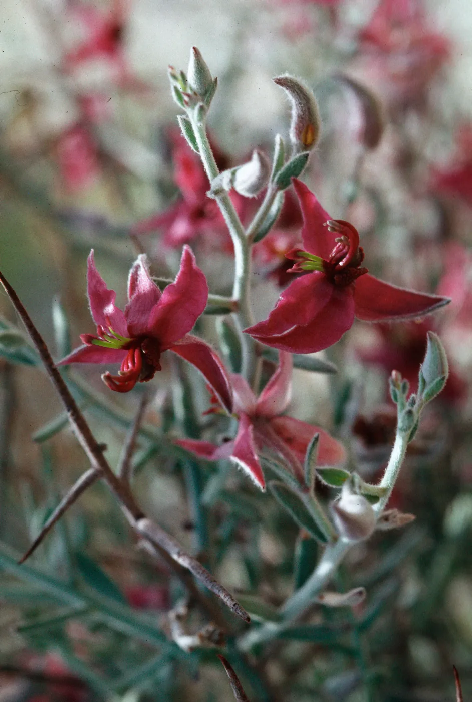 Krameria grayi