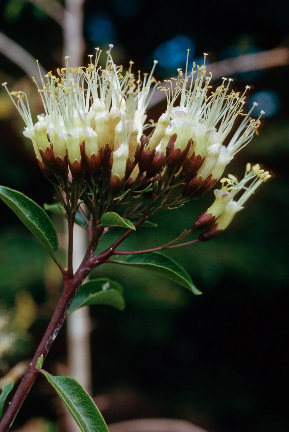 Cantua pyrifolia, Chile