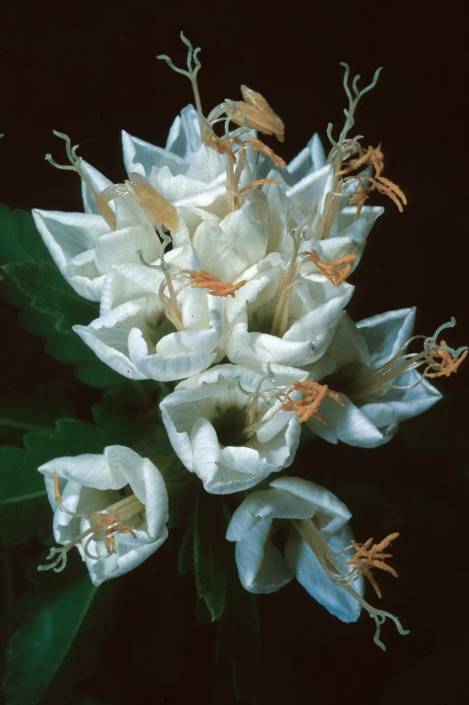 Cantua pyrifolia, Chile