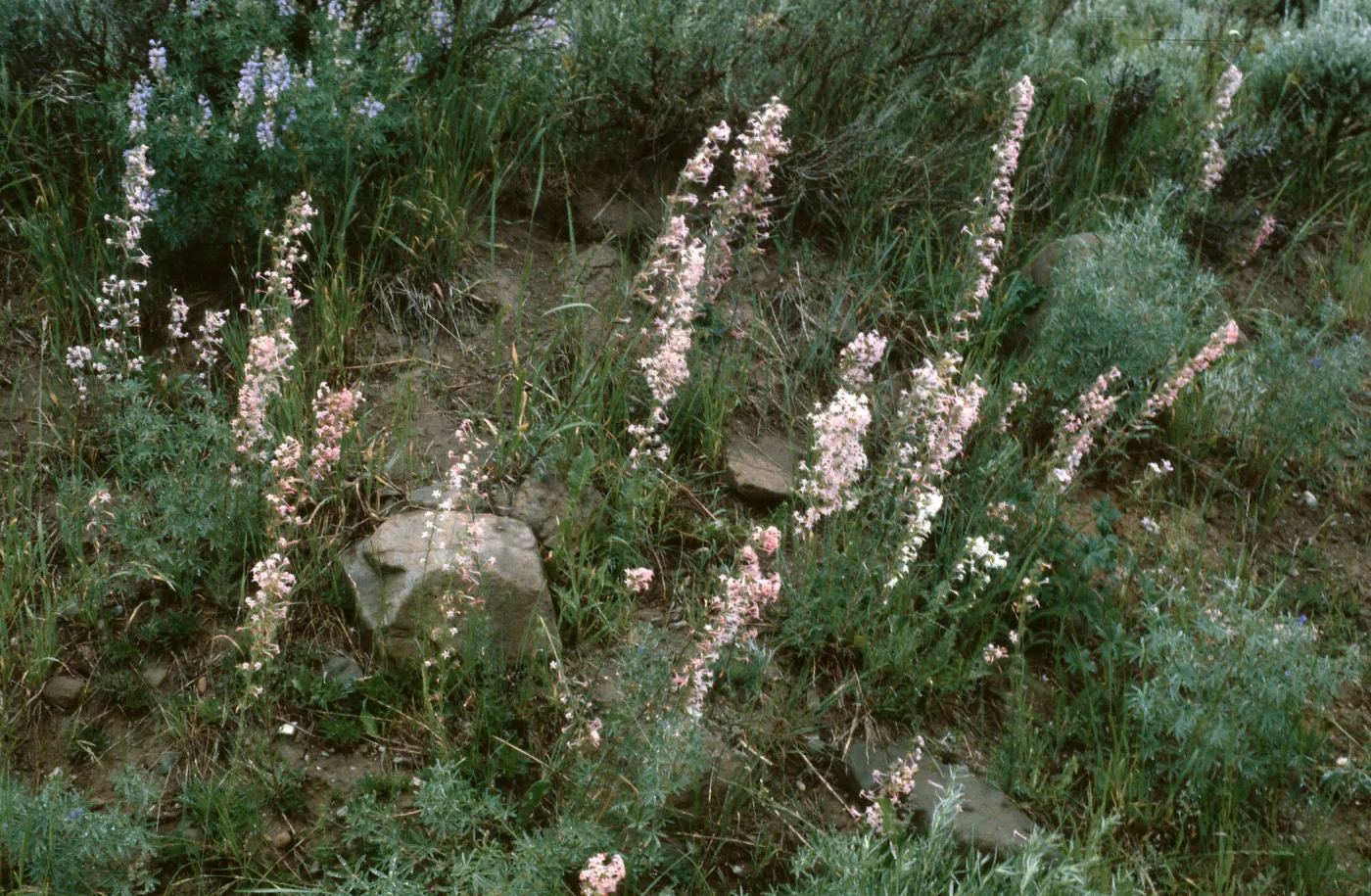 Ipomopsis aggregata attenuata, Routt County, Colorado