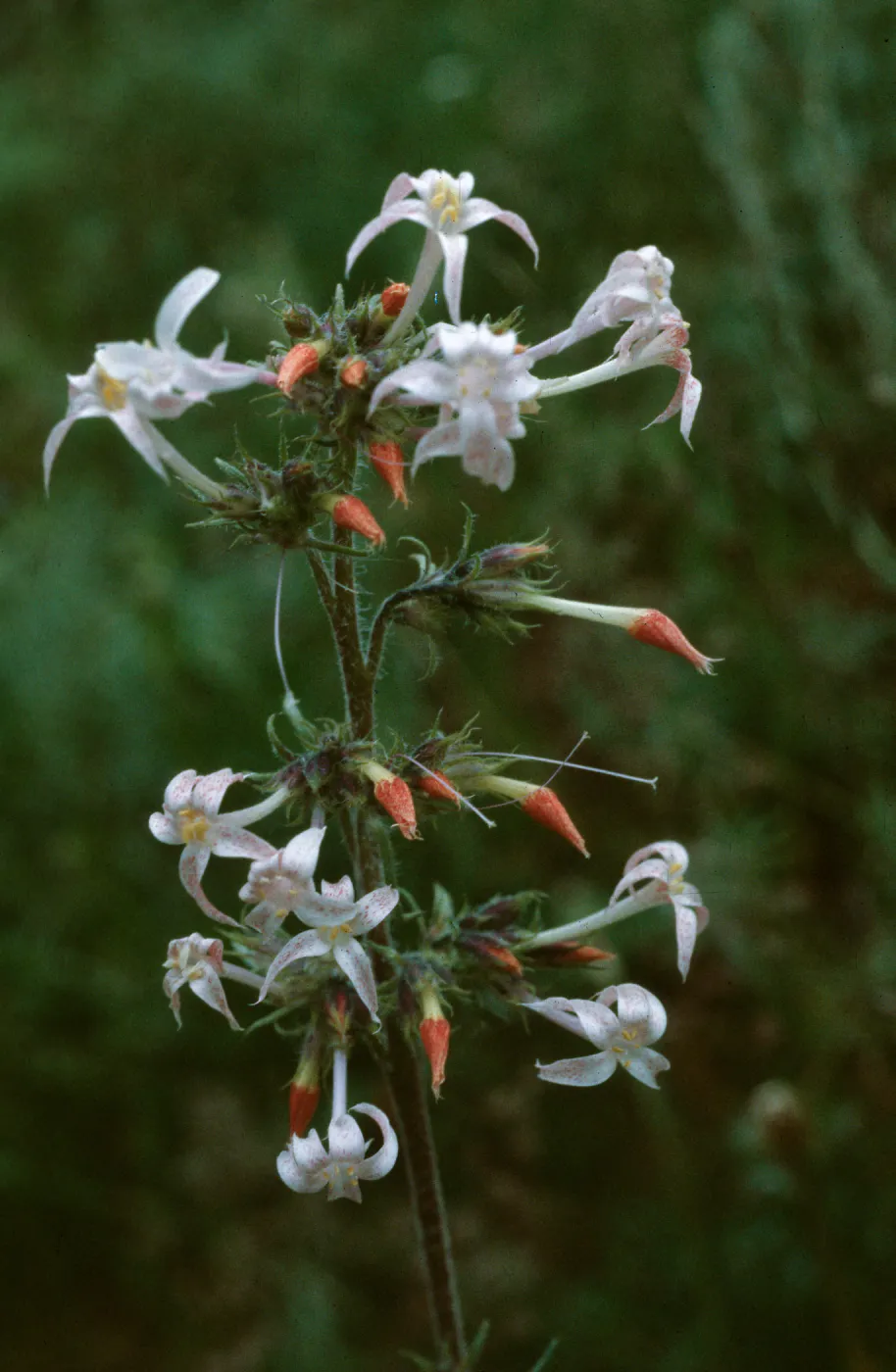 Ipomopsis aggregata attenuata, Steamboat Lake, Routt County, Colorado