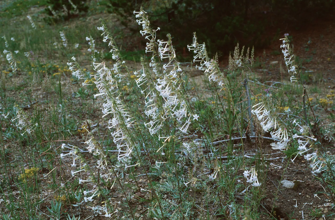 Iponopsis aggregata ssp. candida, El Paso County, Colorado