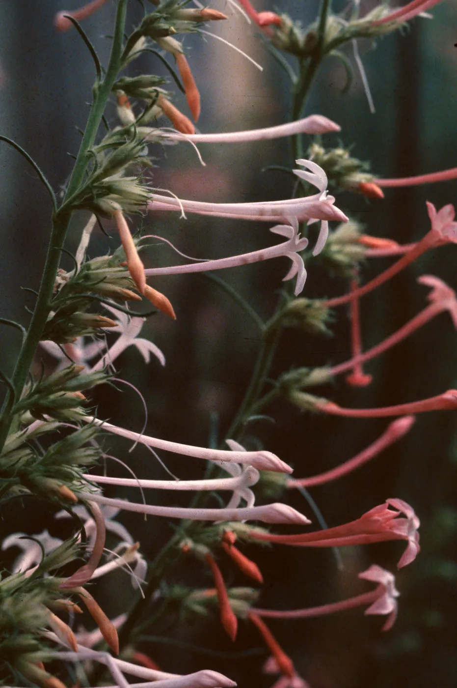 Ipomopsis aggregata ssp. candida, El Paso County, Colorado