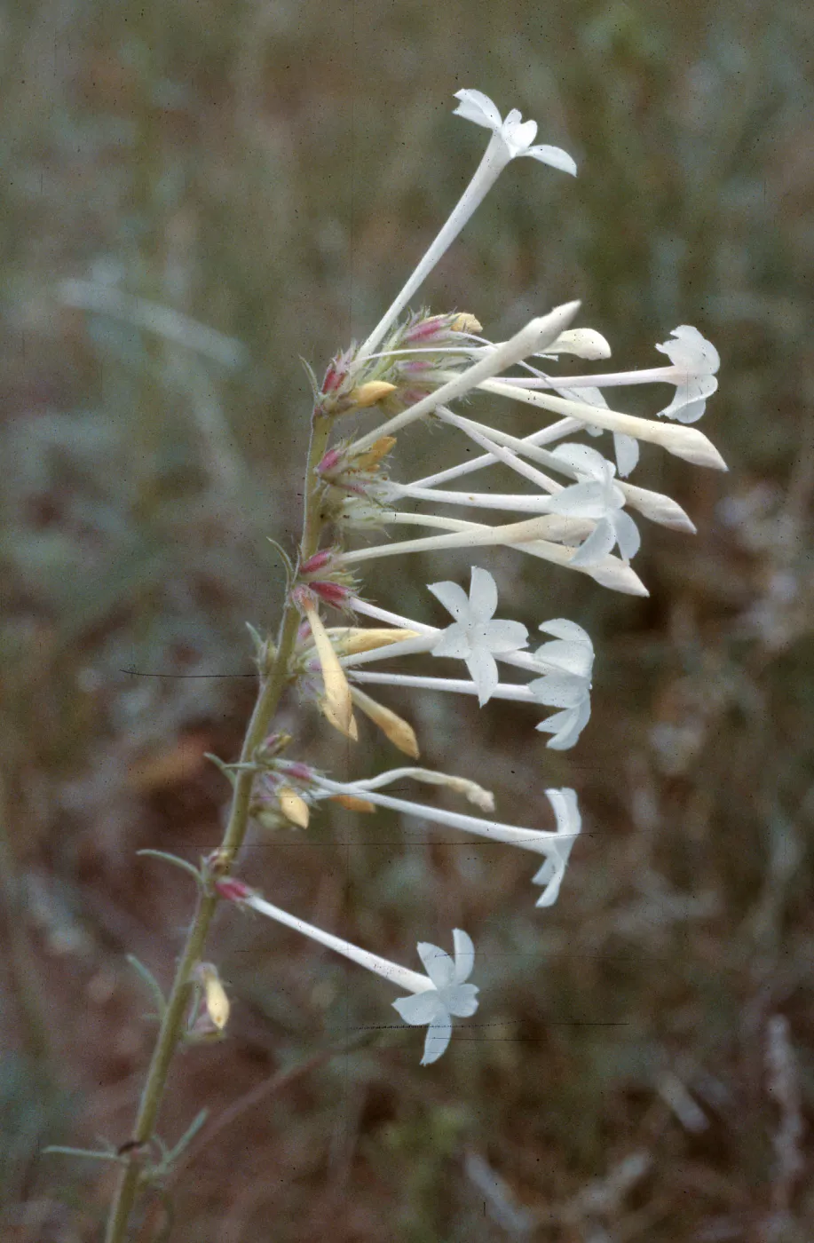 Ipomopsis aggregata ssp. candida, El Paso County, Colorado