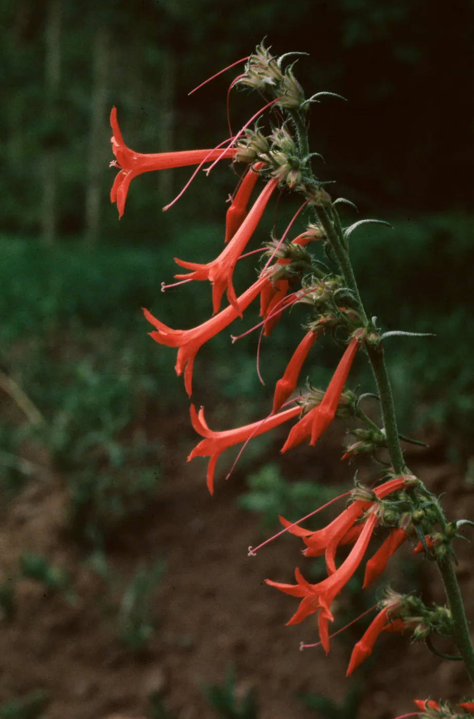 Ipomopsis aggregata ssp. collima