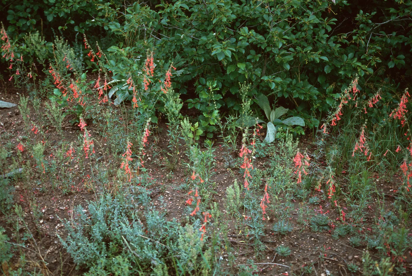 Ipomopsis aggregata collima, El Paso County, Colorado