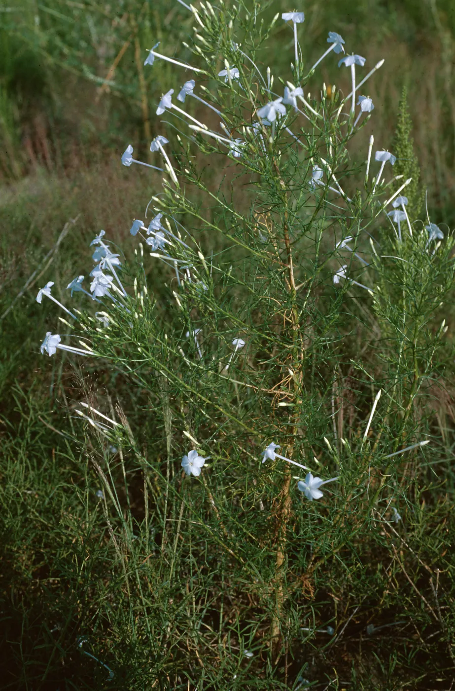 Ipomopsis longiflora longiflora, Weld County, Colorado