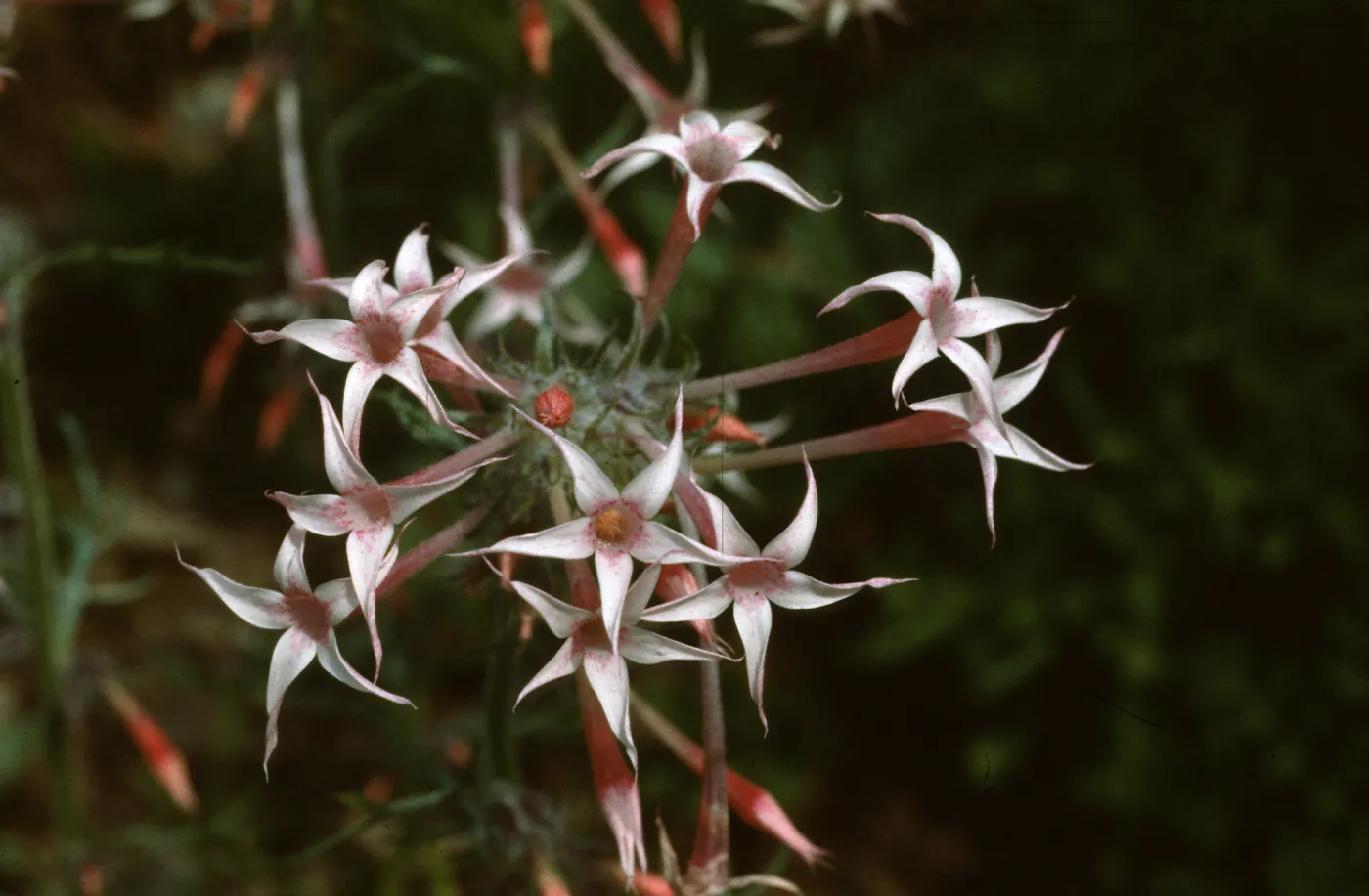 Ipomopsis tenuituba, Crested Butte, Colorado