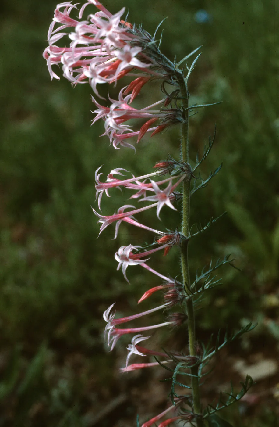 Ipomopsis tenuituba, Crested Butte, Colorado