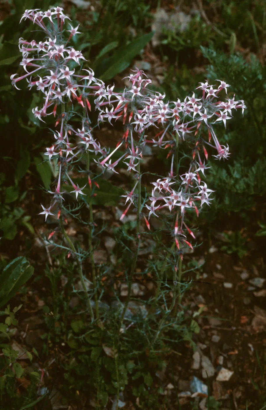 Ipomopsis tenuituba, Crested Butte, Colorado