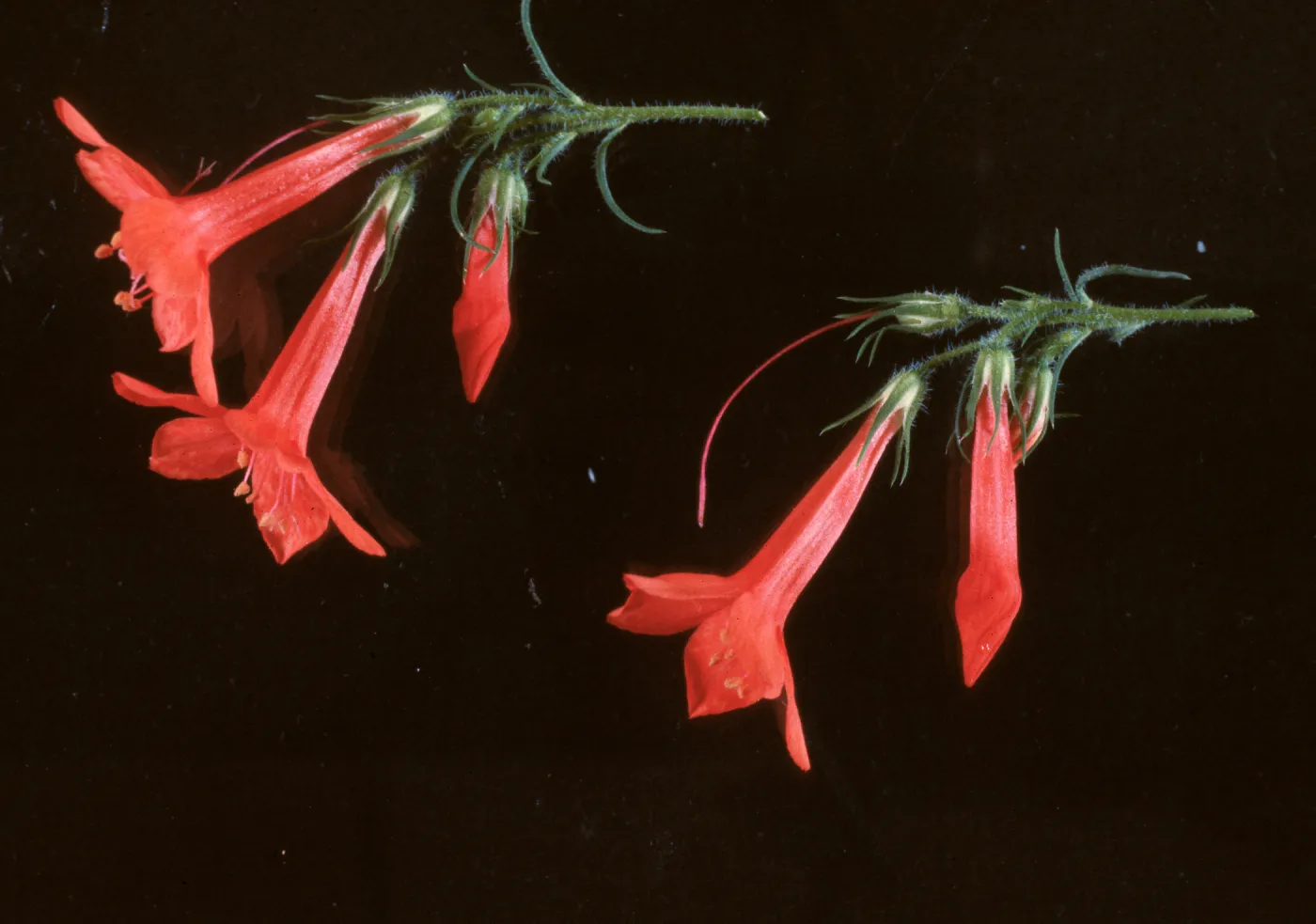 Ipomopsis rubra