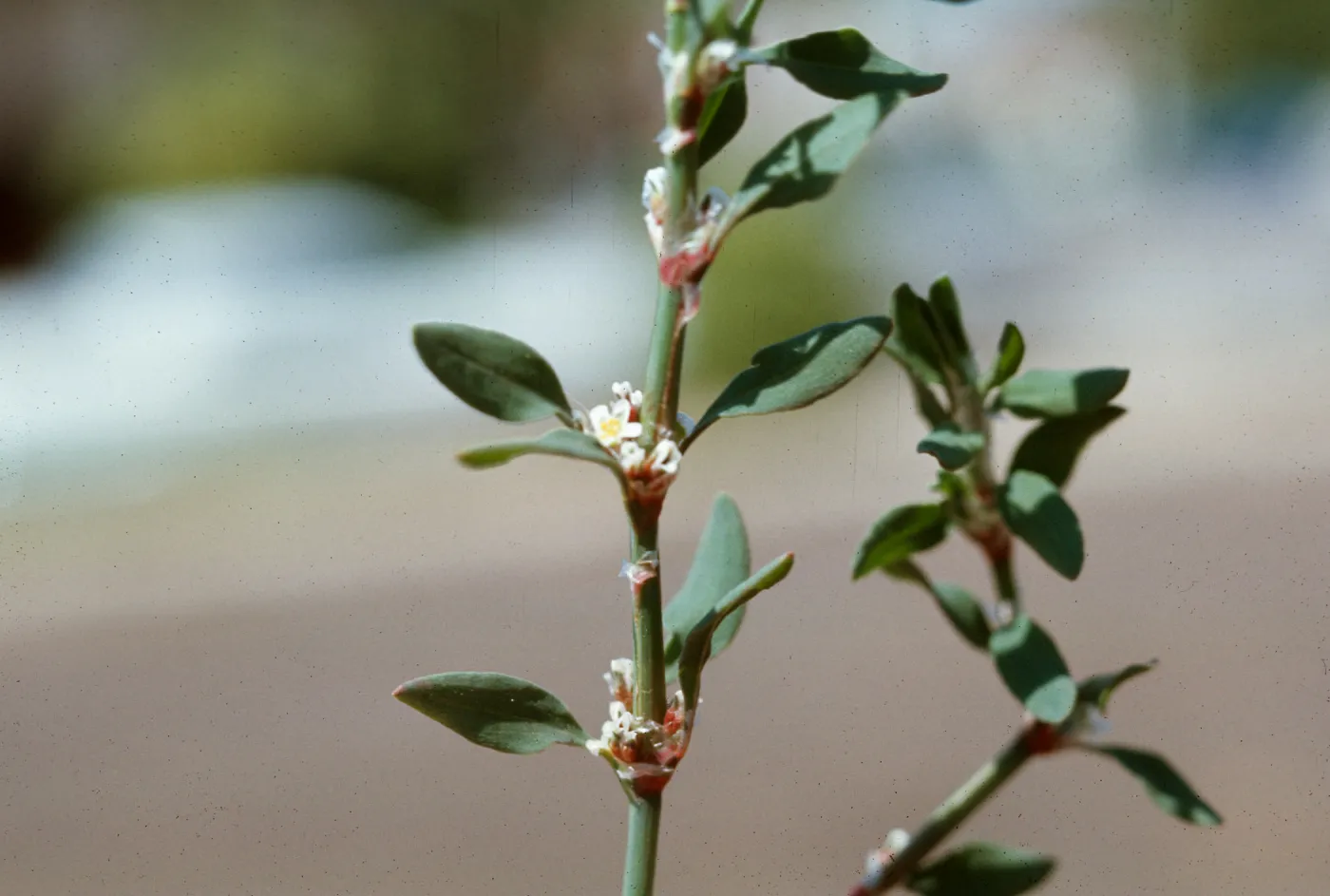 Polygonum argyrocoleon