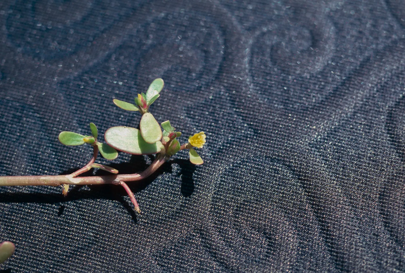 Purslane flower
