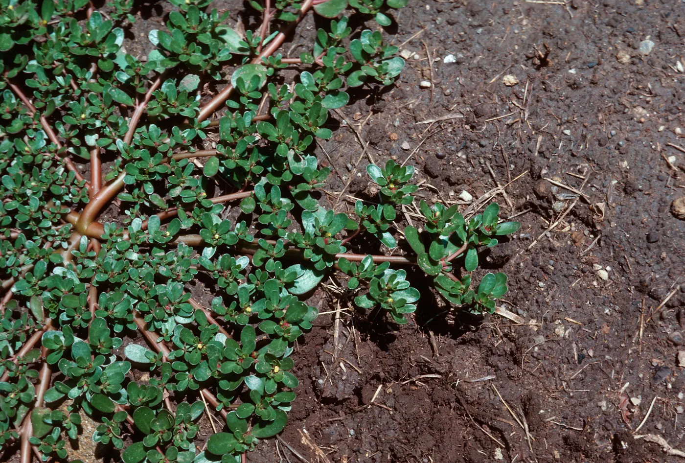 Purslane