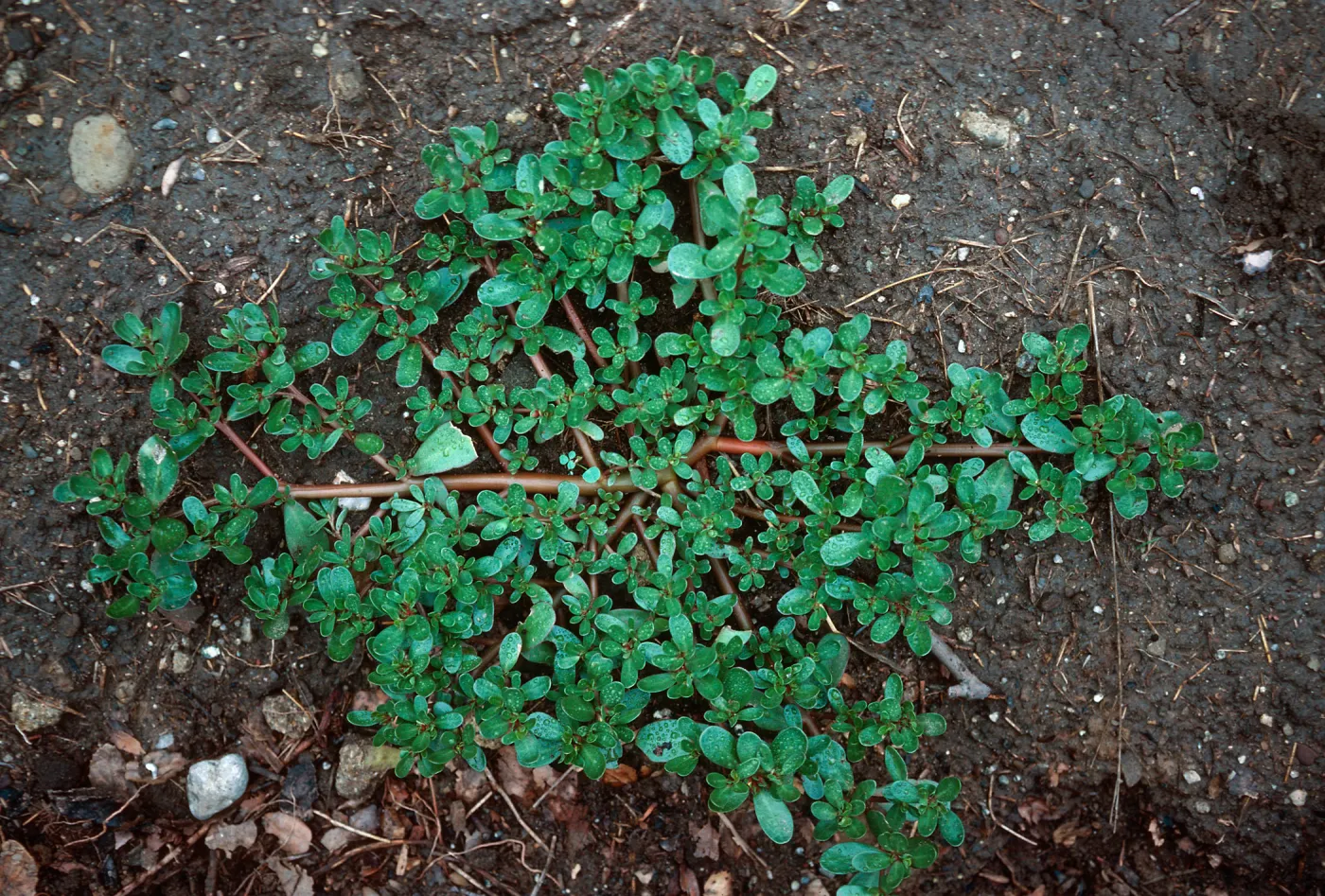 Purslane