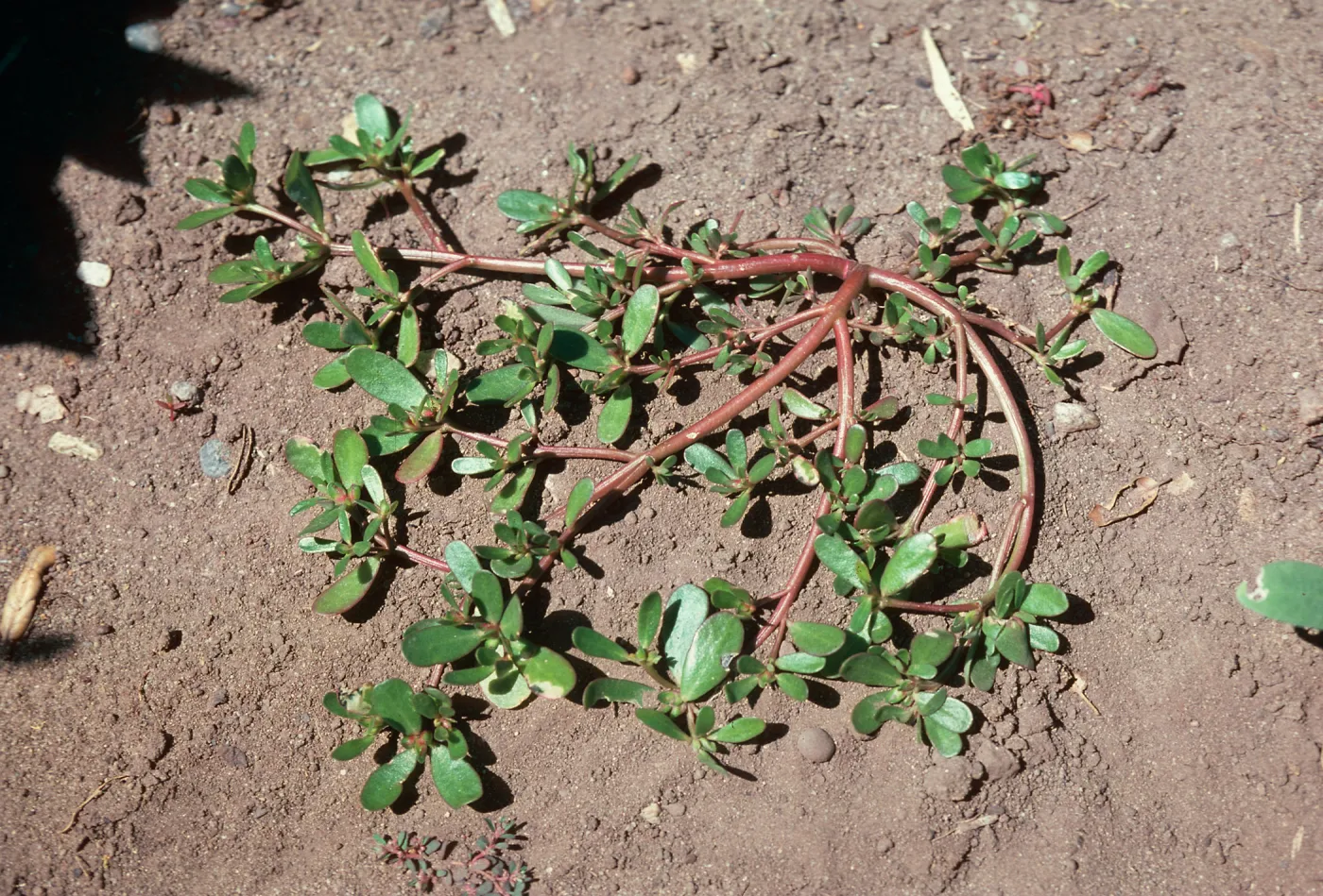Purslane