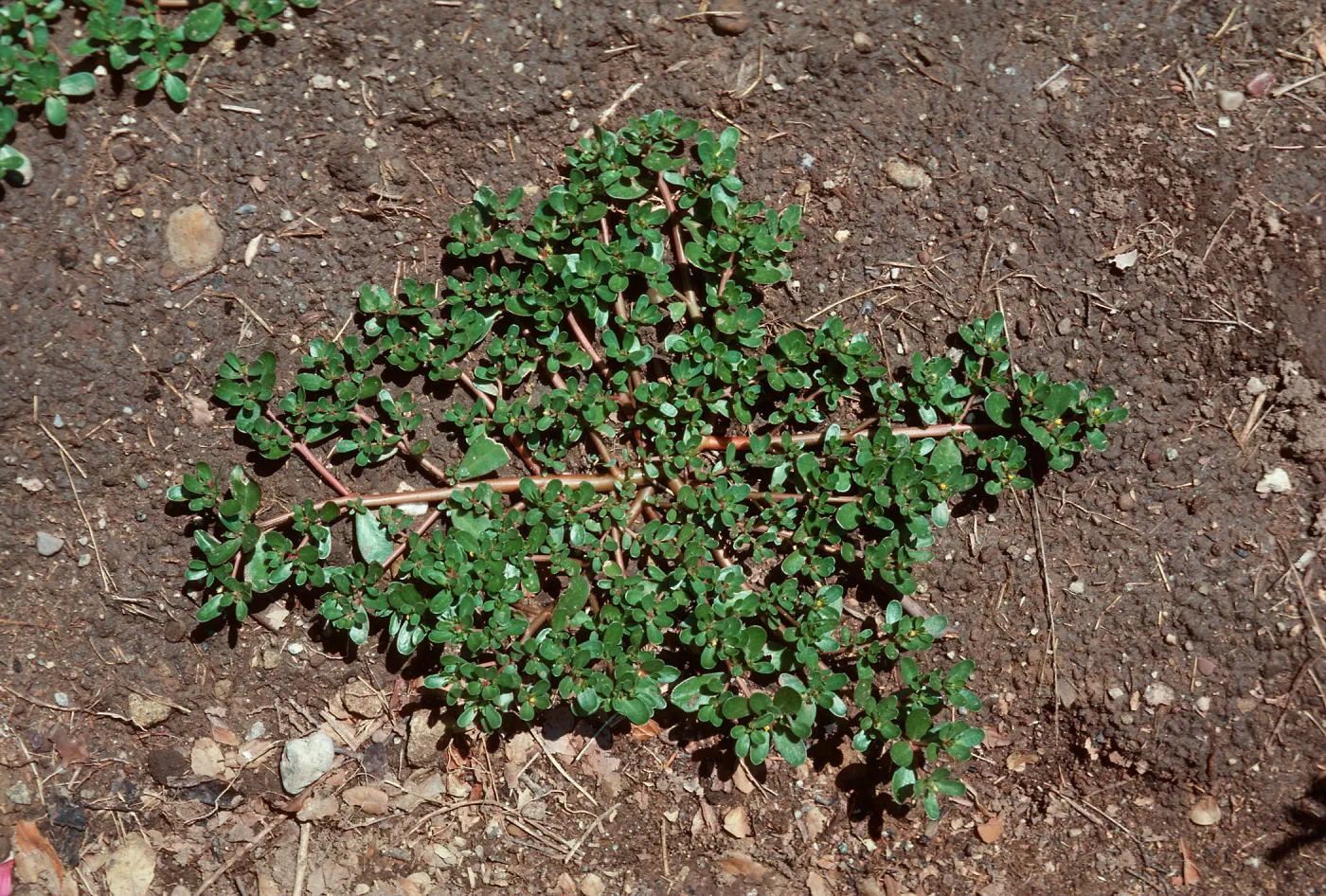 Purslane