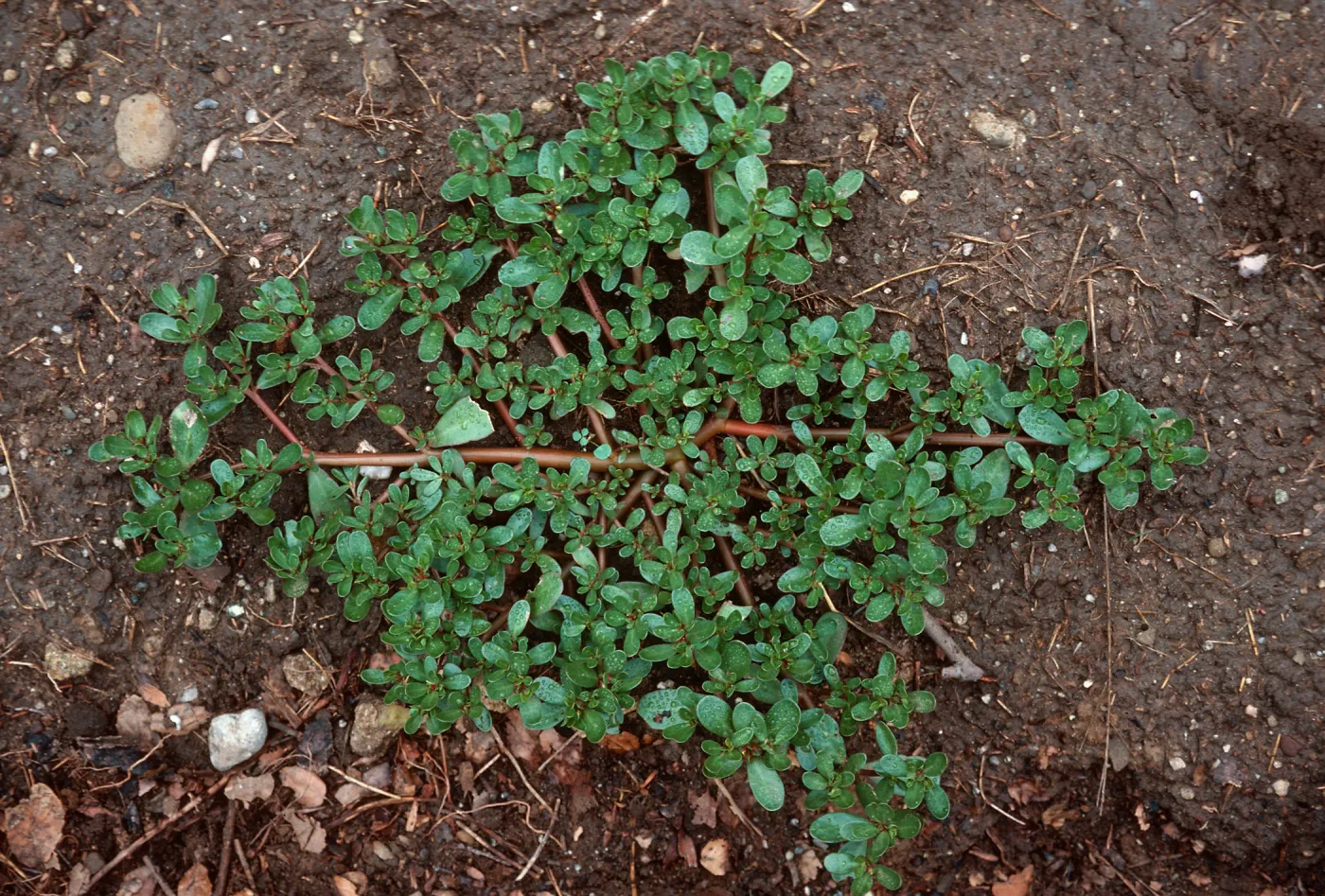 Purslane
