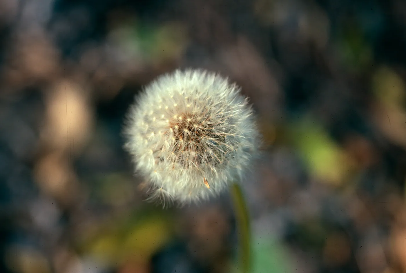 Dandelion