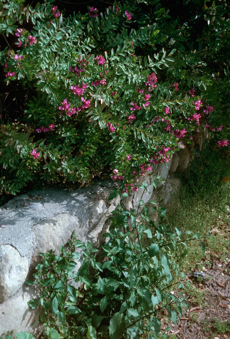 Polygala